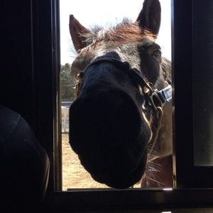 Meet your Posher, Robin